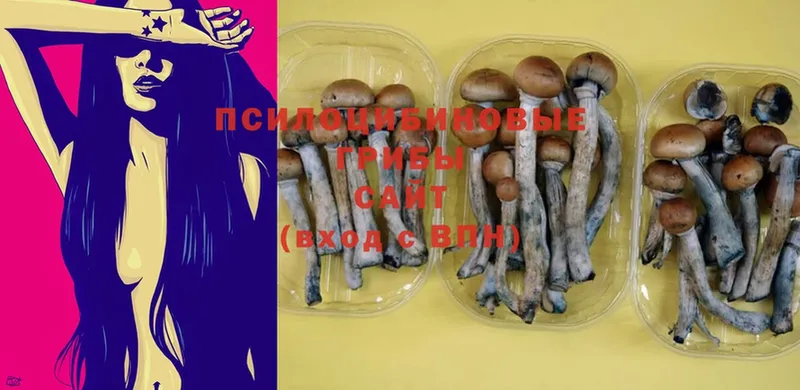 Галлюциногенные грибы Psilocybine cubensis  Павловская 